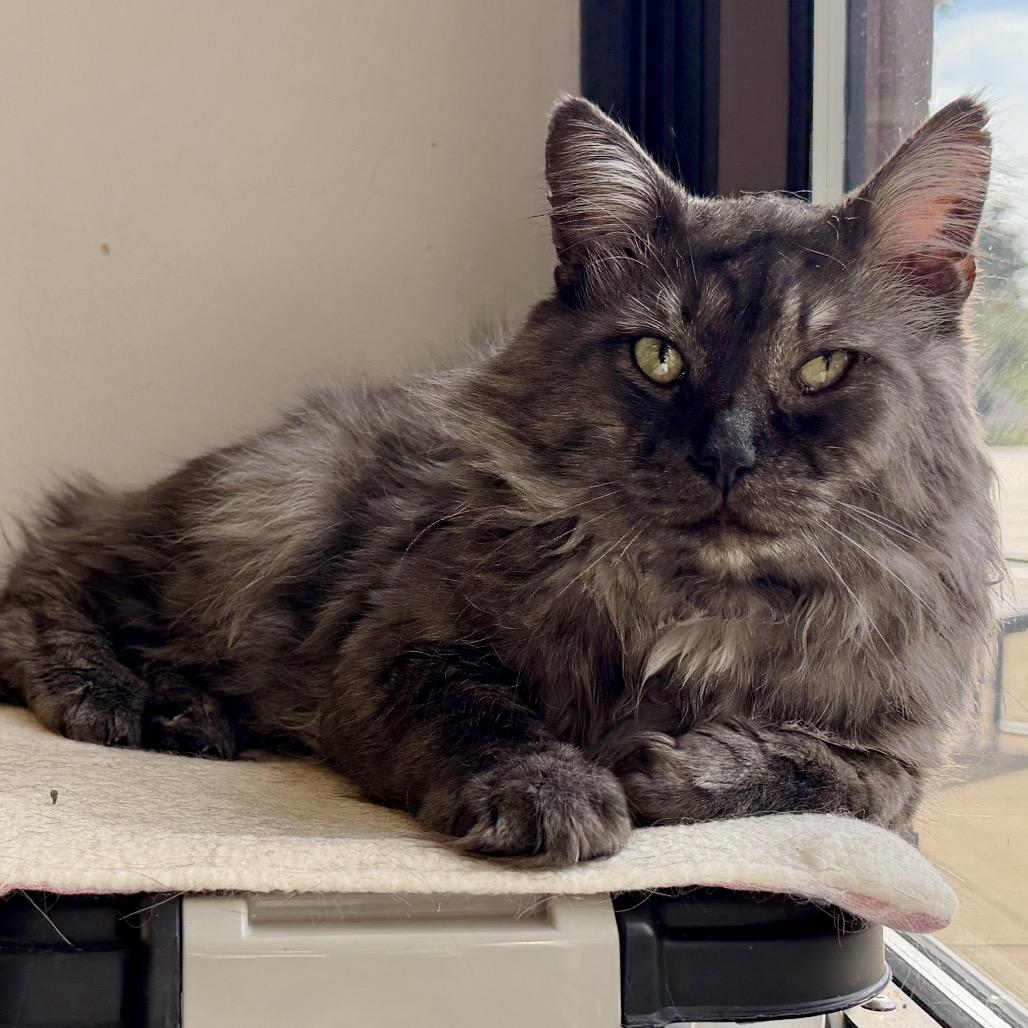 Enlarge Harry, a Adoptable Domestic Long Hair in Middleburg Heights , OH image 5/6