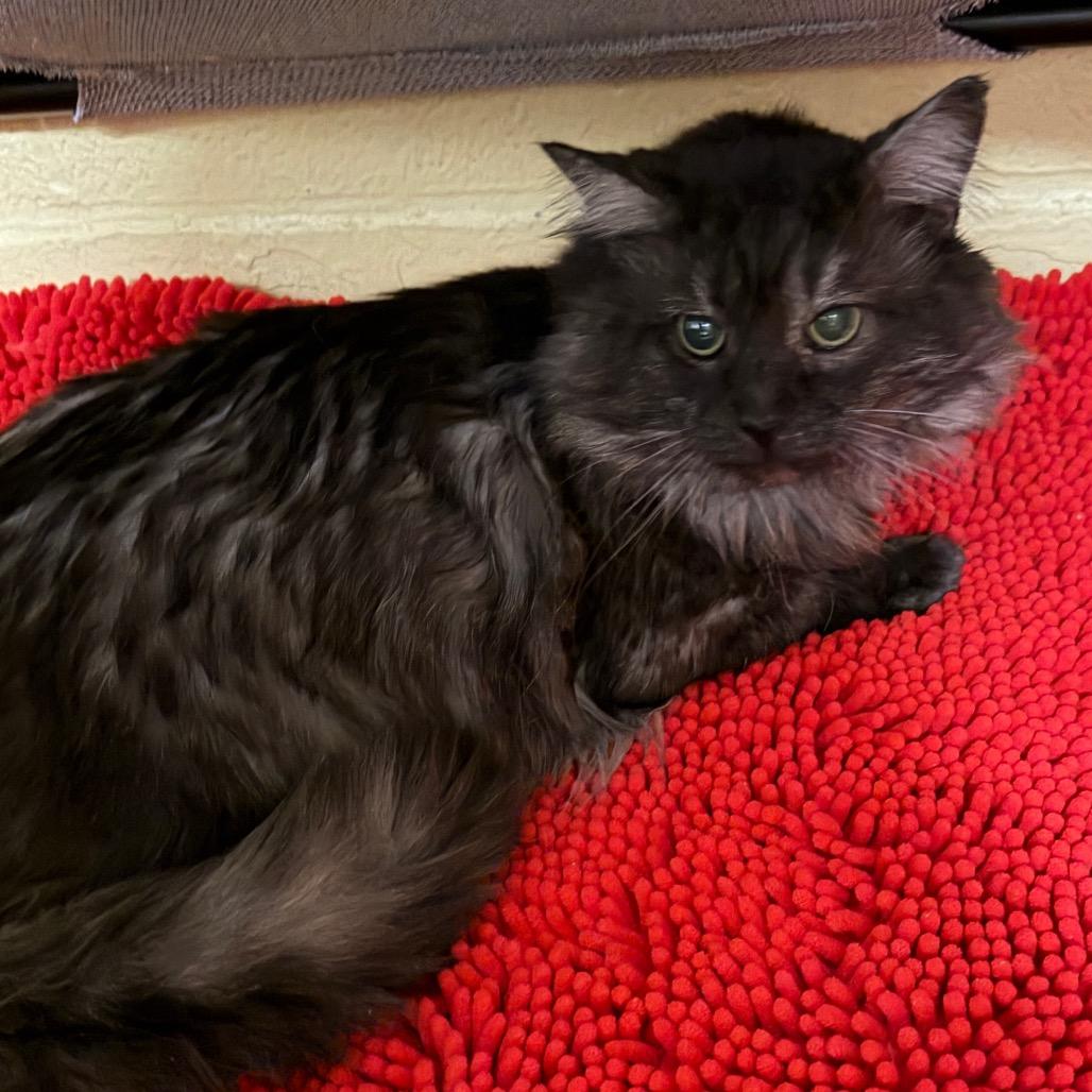 Enlarge Harry, a Adoptable Domestic Long Hair in Middleburg Heights , OH image 6/6
