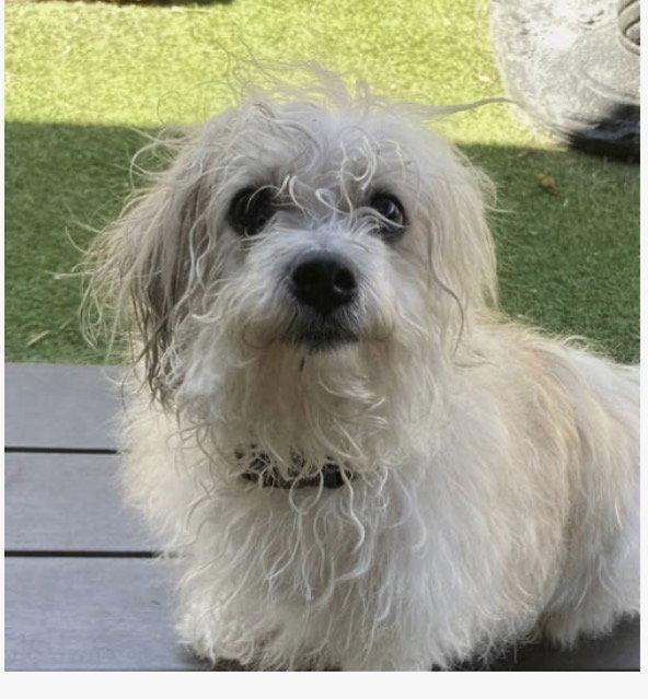 Enlarge Layla, a Adopted mixed breed in Fort Pierce, FL image 1/1