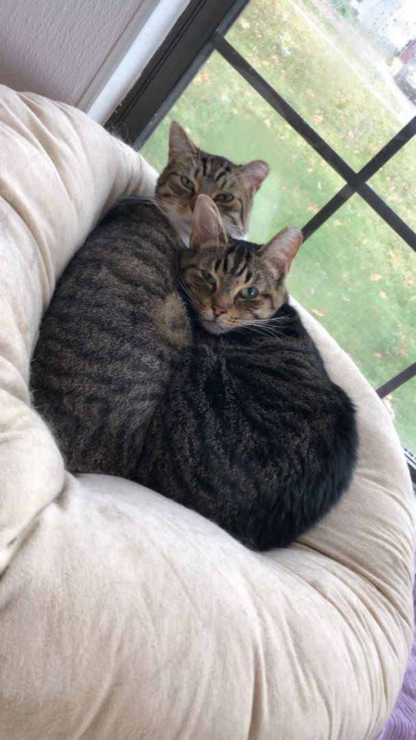 Dobby/Chewy 3