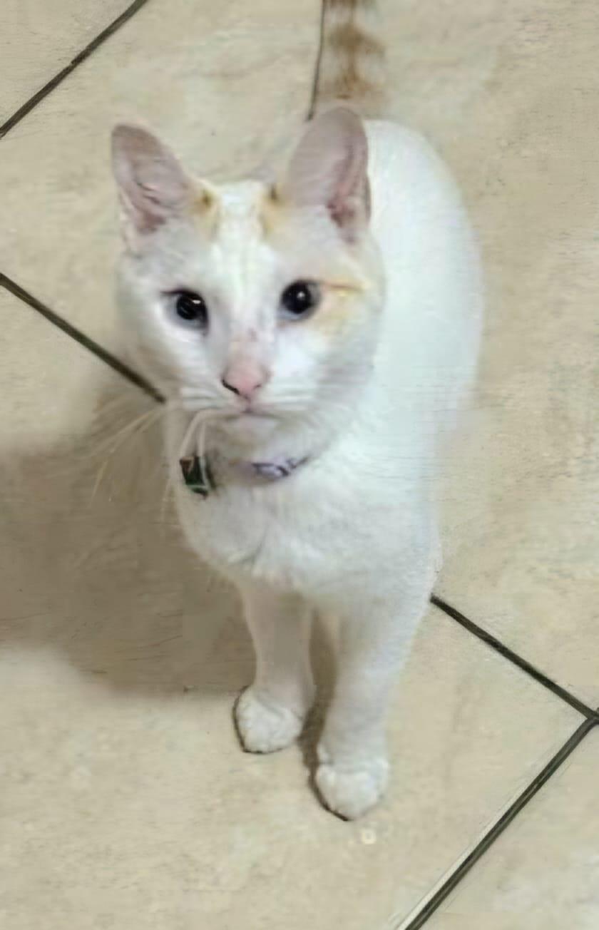 Enlarge Frosty, a Adopted Siamese in Orlando, FL image 2/3