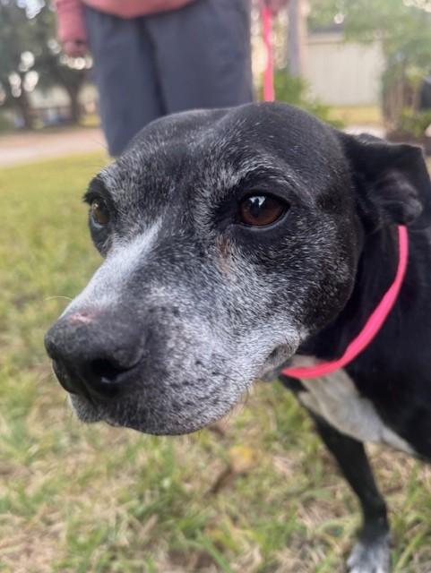 Rebel, a Adoptable mixed breed in Brattleboro, VT image 1/6