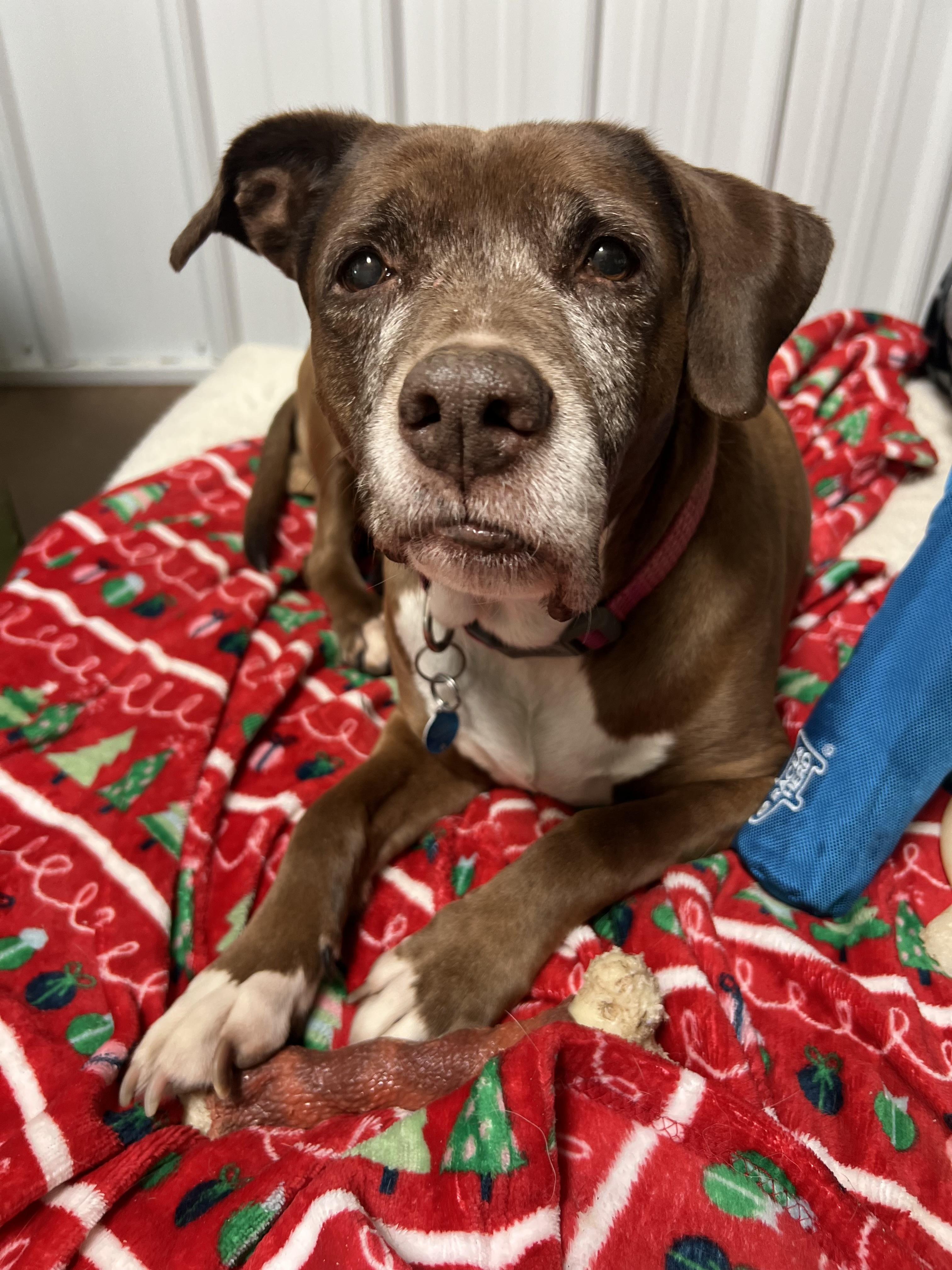Cocoa, Adoptable, Senior Female Pit Bull Terrier.