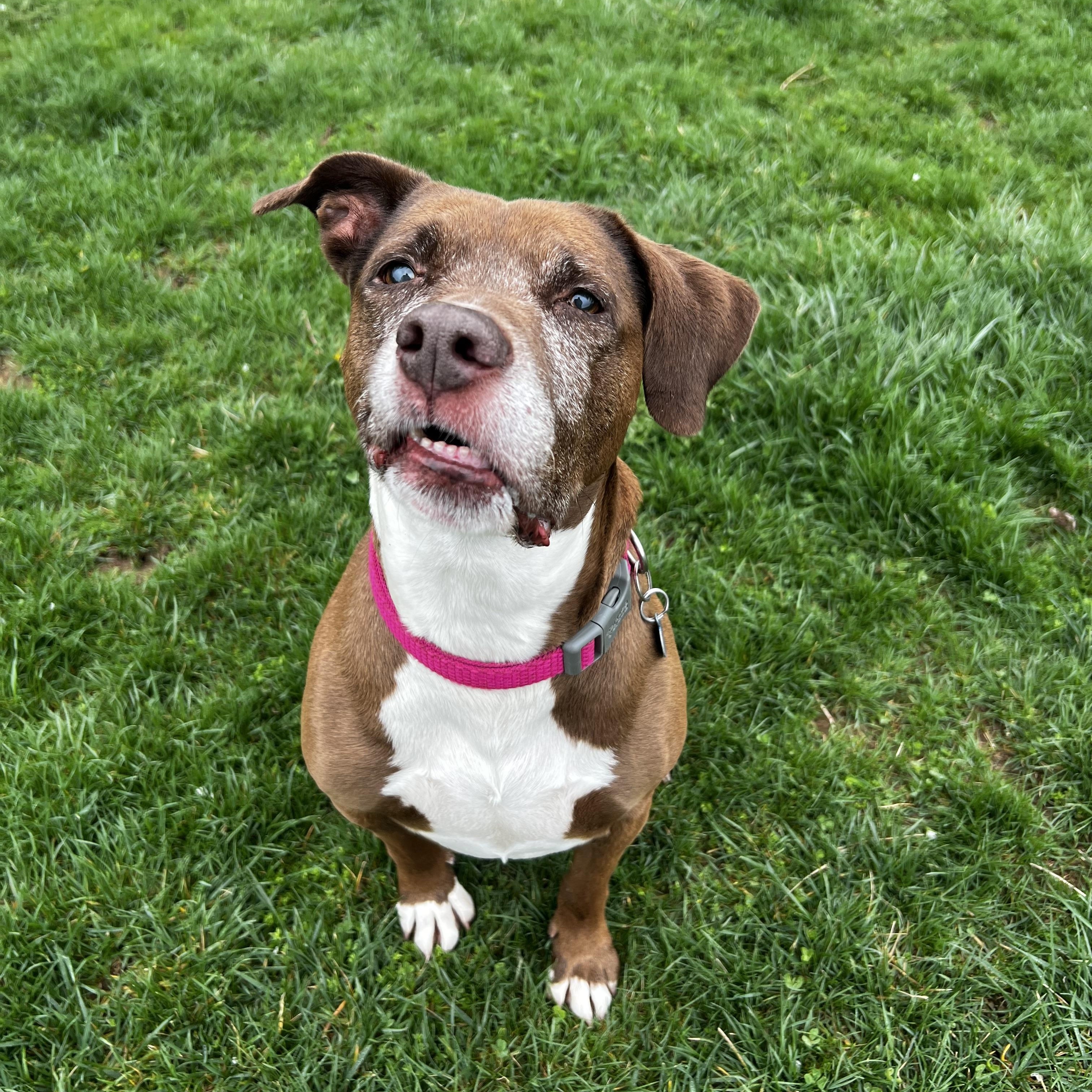 Cocoa, Senior Female Pit Bull Terrier