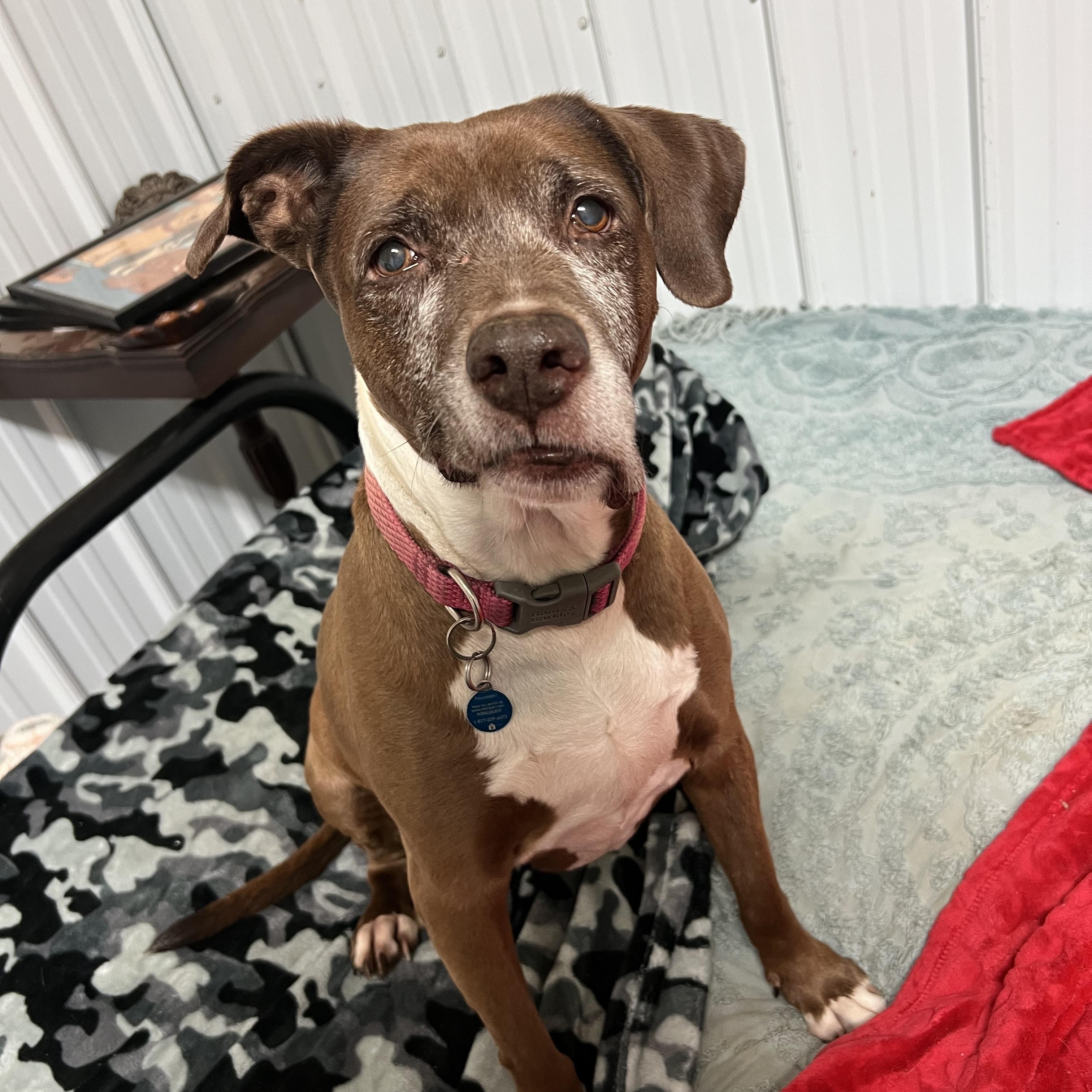 Enlarge Cocoa, a Adoptable mixed breed in South Charleston, OH image 5/5