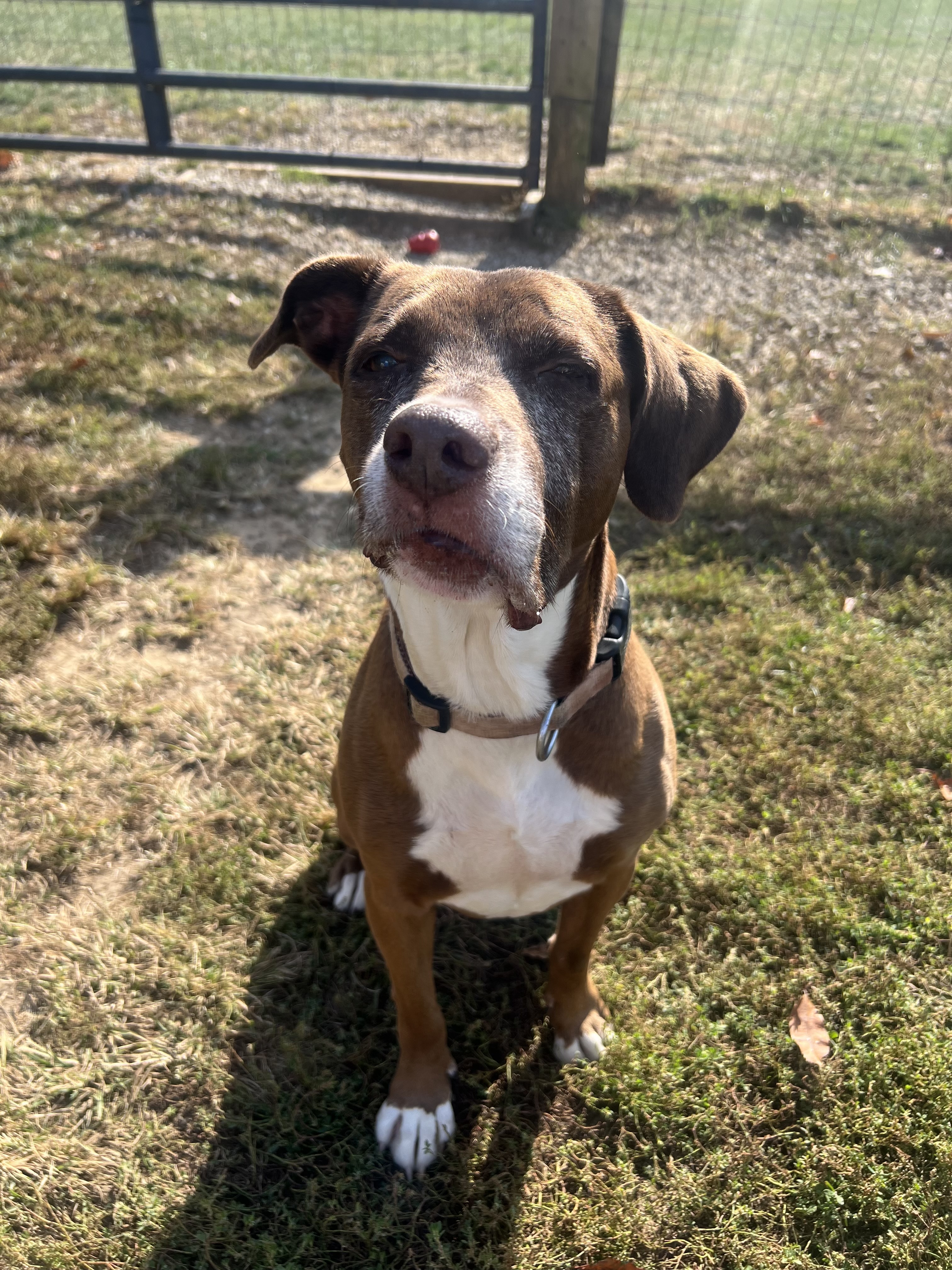 Cocoa, a Adoptable mixed breed in South Charleston, OH image 2/3