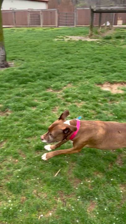 Enlarge Cocoa, a Adoptable mixed breed in South Charleston, OH video 3/3