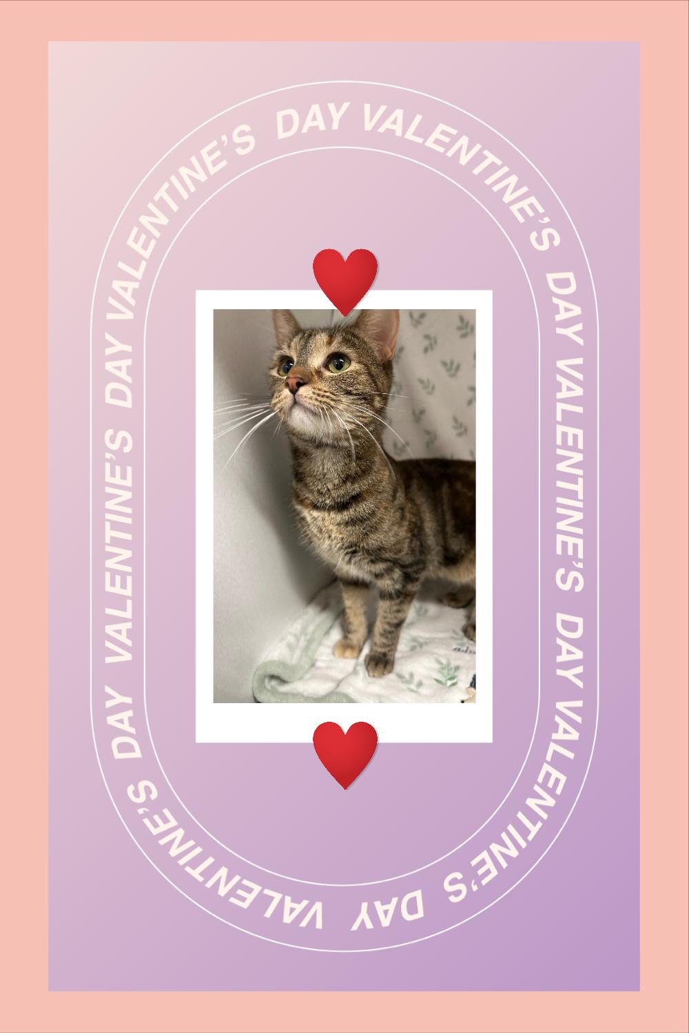 Enlarge Prim rose, a Adoptable mixed breed in Glendale, AZ image 3/4