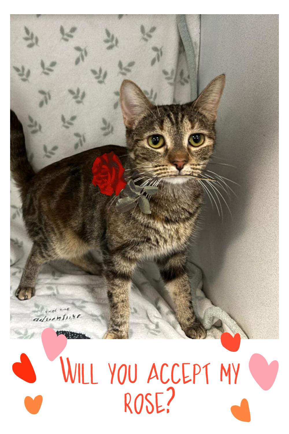 Enlarge Prim rose, a Adoptable mixed breed in Glendale, AZ image 2/4