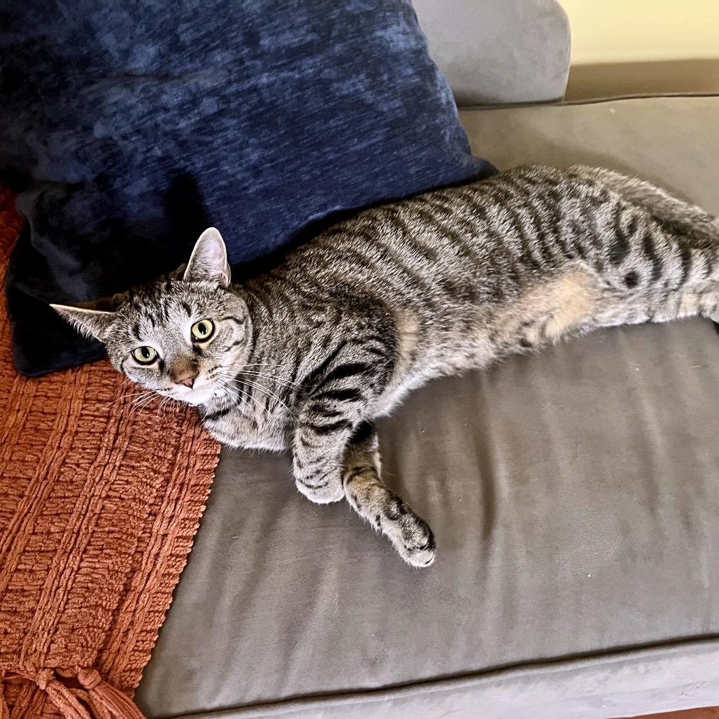 Enlarge Benson Boone, a Adoptable Domestic Short Hair in Marysville, OH image 1/3