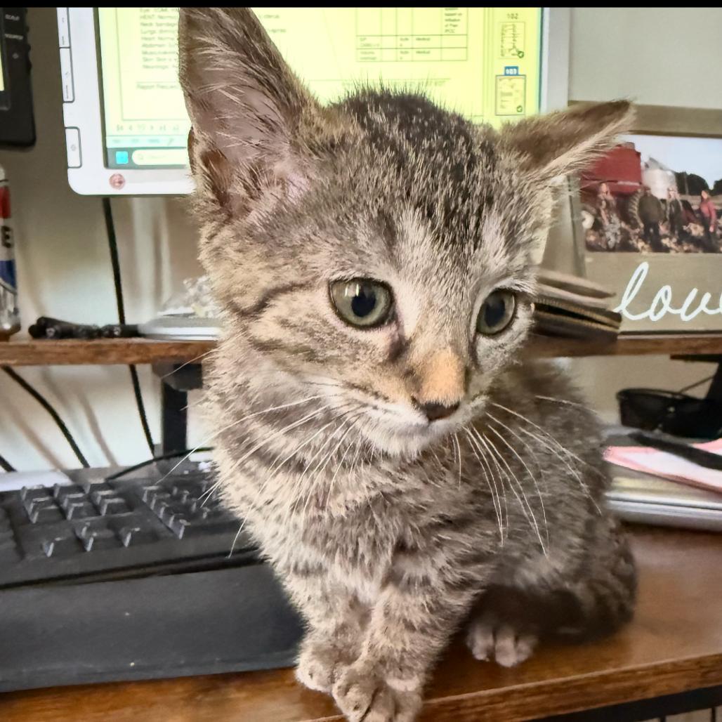 Benson Boone thumbnail 2