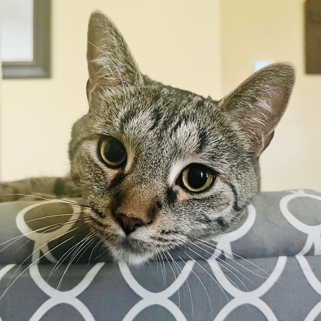 Enlarge Benson Boone, a Adoptable Domestic Short Hair in Marysville, OH image 3/3