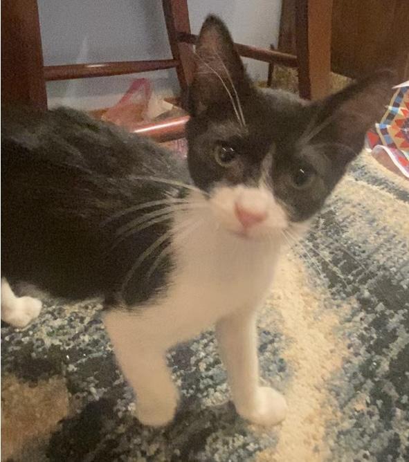 Sami, Adoptable, Young Male Domestic Short Hair.