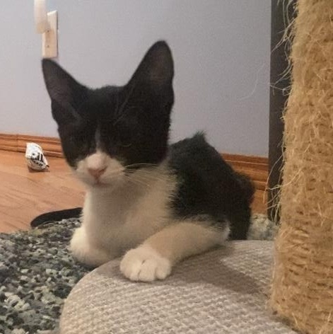 Enlarge Sami, a Adoptable Domestic Short Hair in Morgantown, WV image 2/4