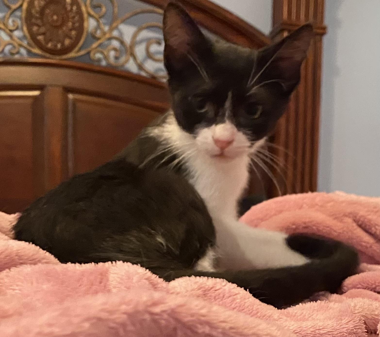 Enlarge Sami, a Adoptable Domestic Short Hair in Morgantown, WV image 3/4