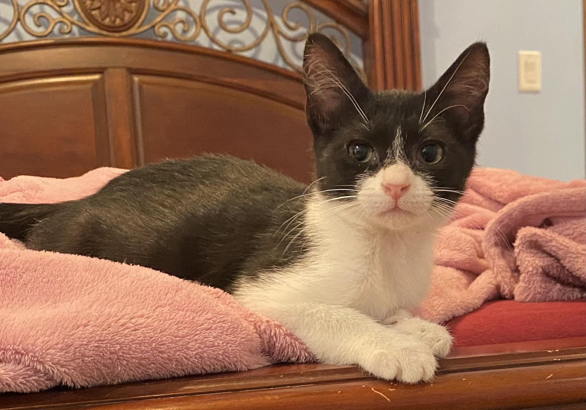 Enlarge Sami, a Adoptable Domestic Short Hair in Morgantown, WV image 4/4