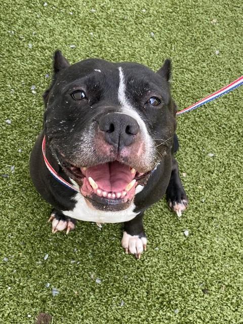 Enlarge MOLLY, a Adoptable Pit Bull Terrier in Fayetteville, NC image 1/1