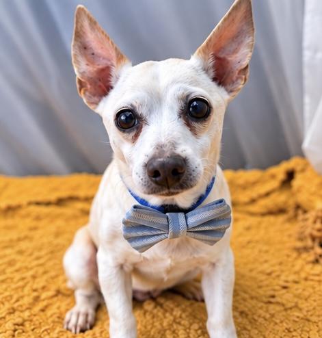 Enlarge Peppy, a Adoptable mixed breed in Jackson, MI image 5/6