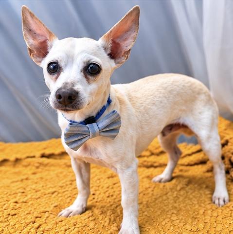 Enlarge Peppy, a Adoptable mixed breed in Jackson, MI image 6/6