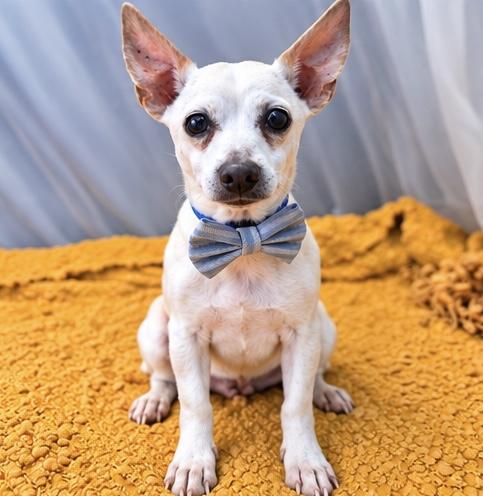 Enlarge Peppy, a Adoptable mixed breed in Jackson, MI image 1/6