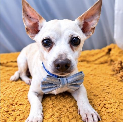 Enlarge Peppy, a Adoptable mixed breed in Jackson, MI image 2/6