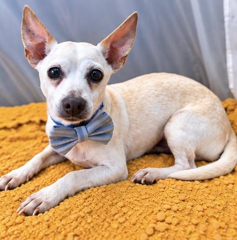 Enlarge Peppy, a Adoptable mixed breed in Jackson, MI image 3/6