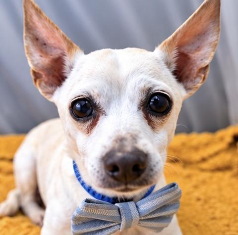Enlarge Peppy, a Adoptable mixed breed in Jackson, MI image 4/6
