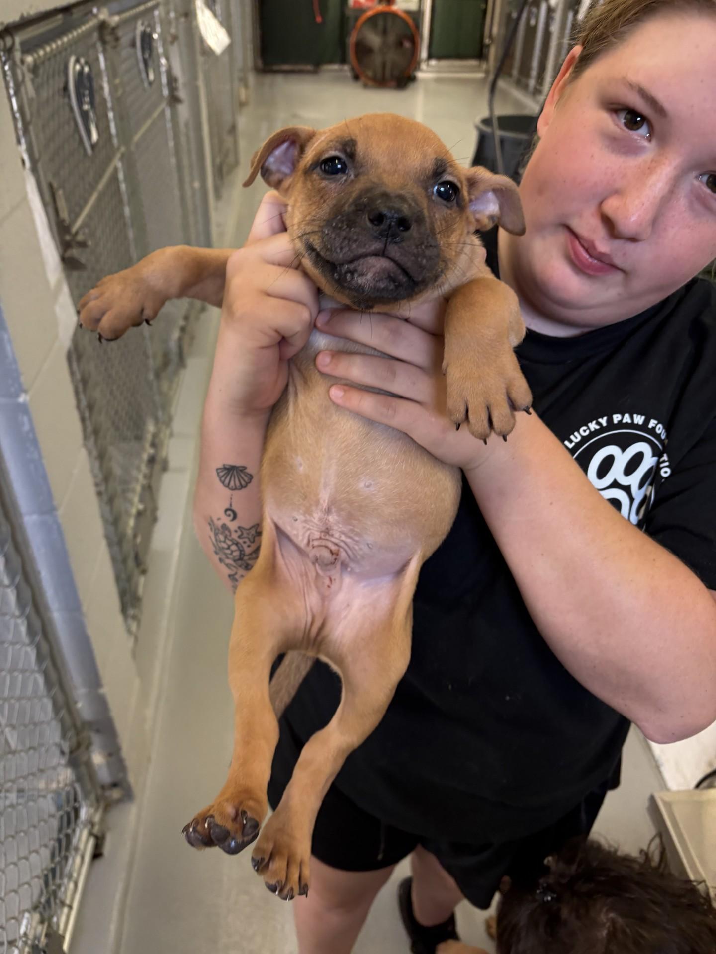 Chief, a ADOPTABLE mixed breed in Ashland, VA image 2/2
