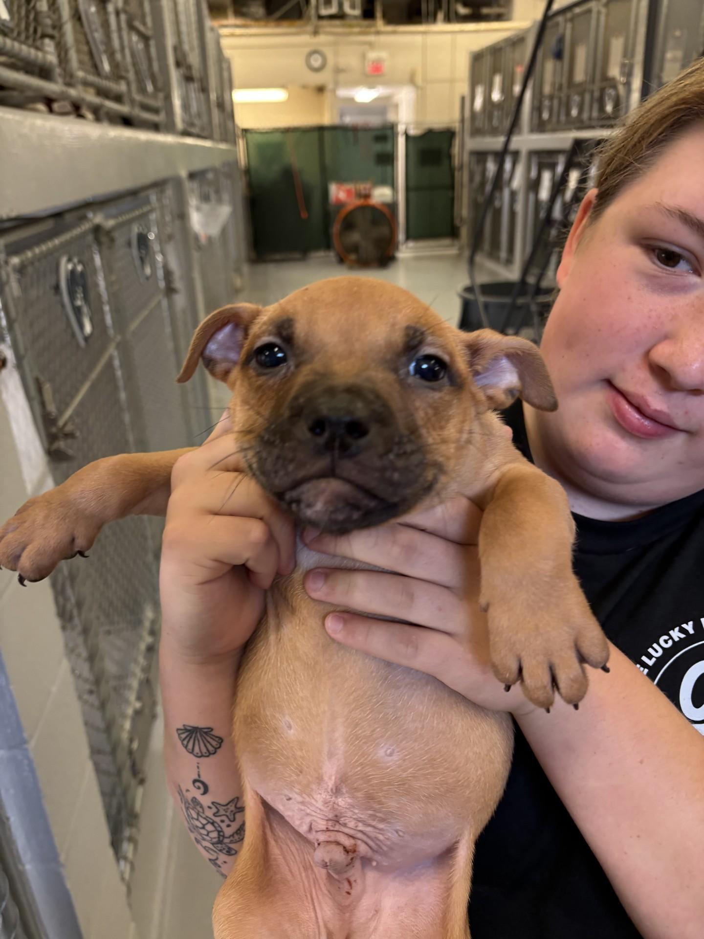 Chief, ADOPTABLE, Puppy Male Pit Bull Terrier.