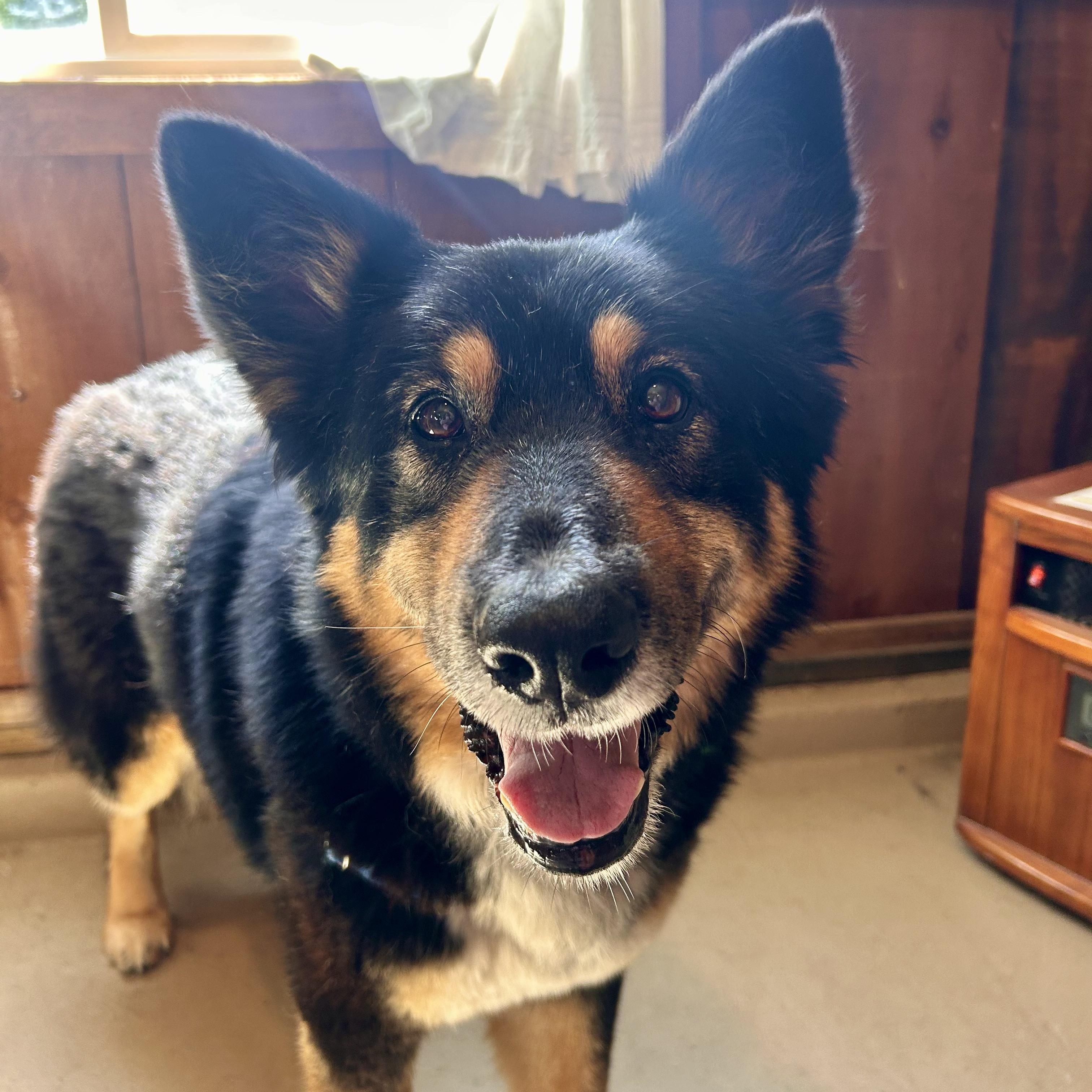 Precious, a Adoptable mixed breed in Petaluma, CA image 1/5