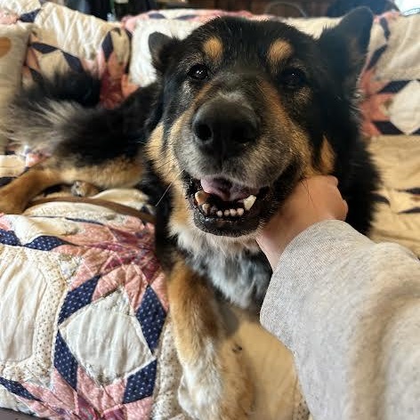 Precious, a Adoptable mixed breed in Petaluma, CA image 3/5