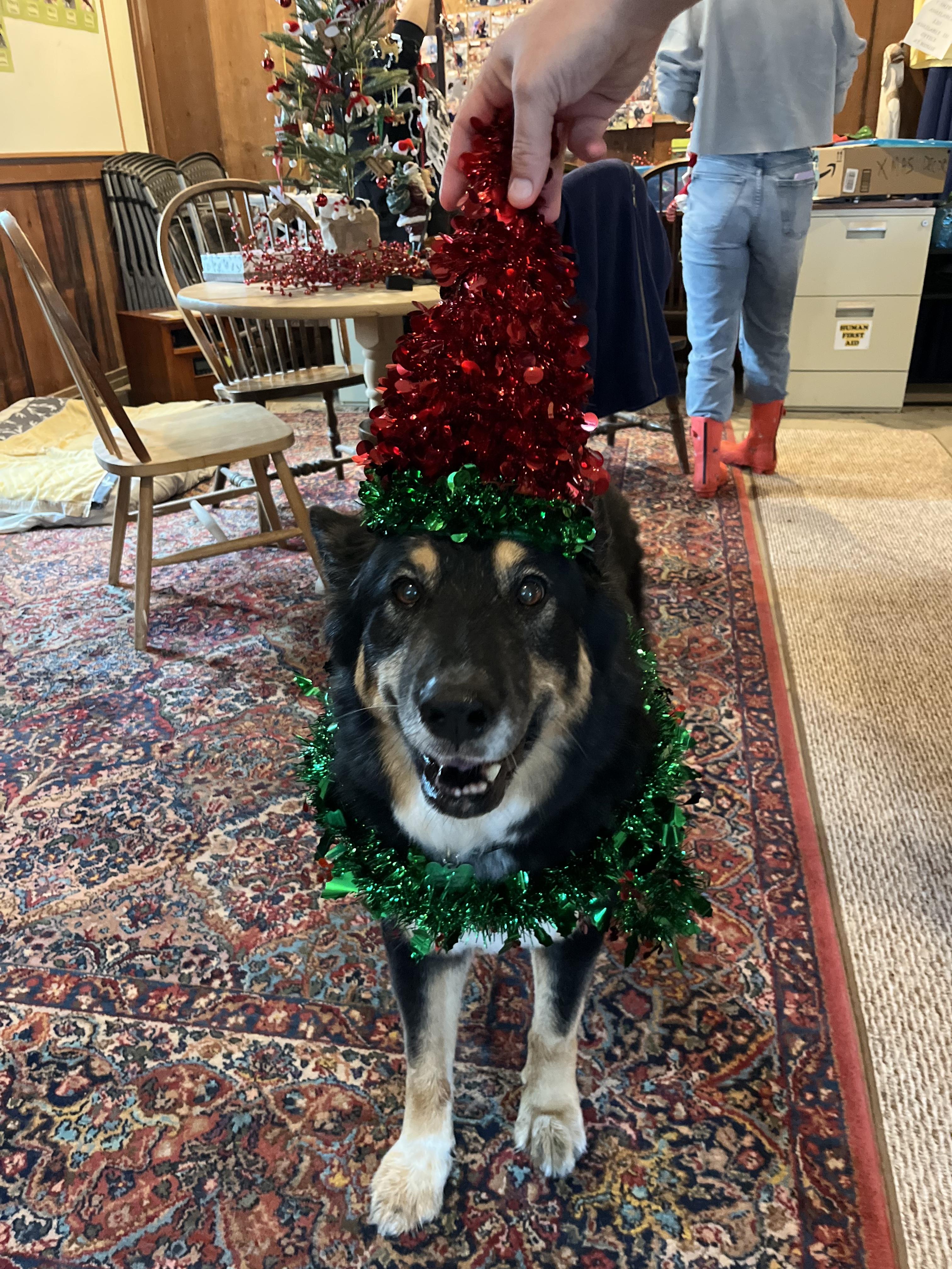 Enlarge Precious, a Adoptable mixed breed in Petaluma, CA image 3/6