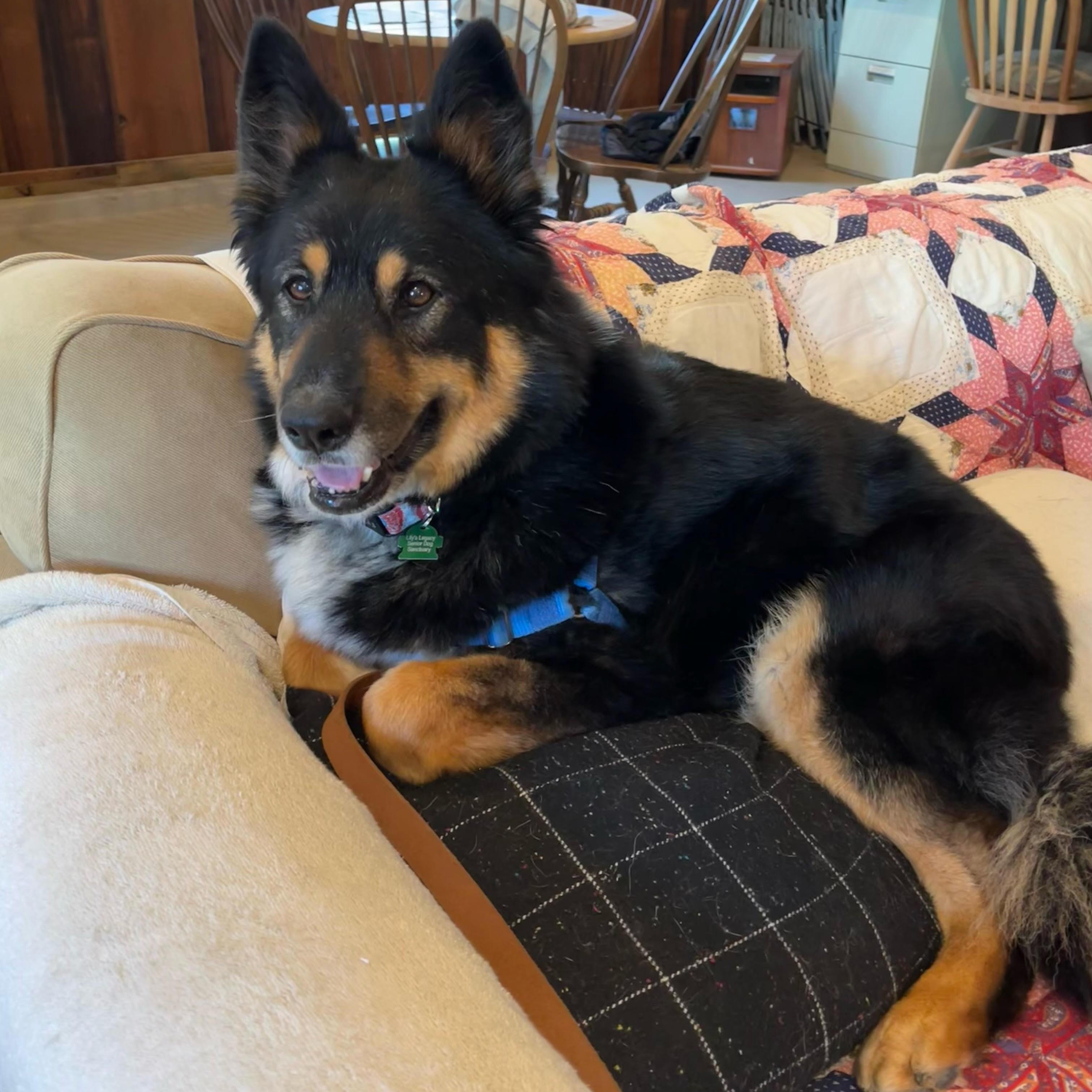 Precious, a Adoptable mixed breed in Petaluma, CA image 2/5