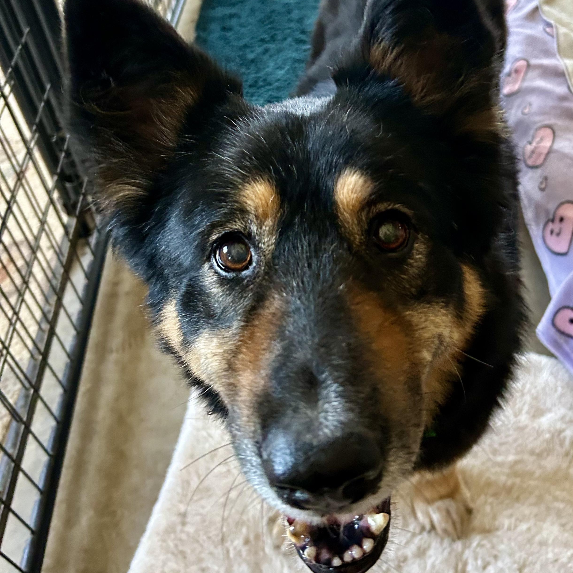 Precious, a Adoptable mixed breed in Petaluma, CA image 4/5