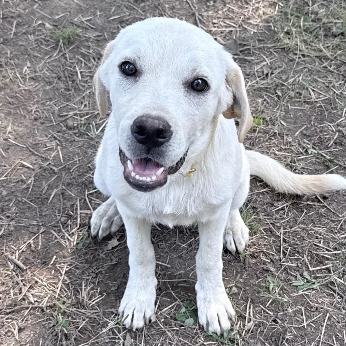 Sasha, adopted, Puppy Female Labrador Retriever.