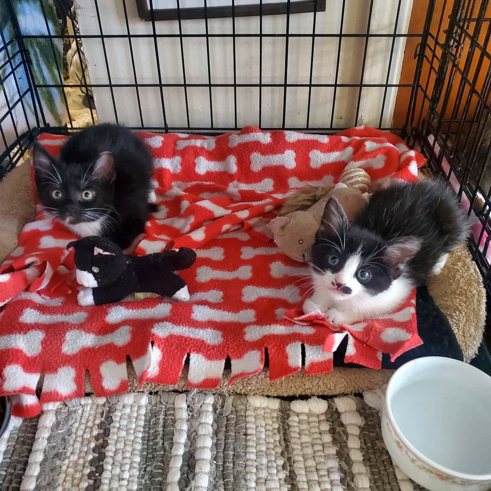 Sheetrock, Adoptable, Kitten Female Domestic Short Hair.