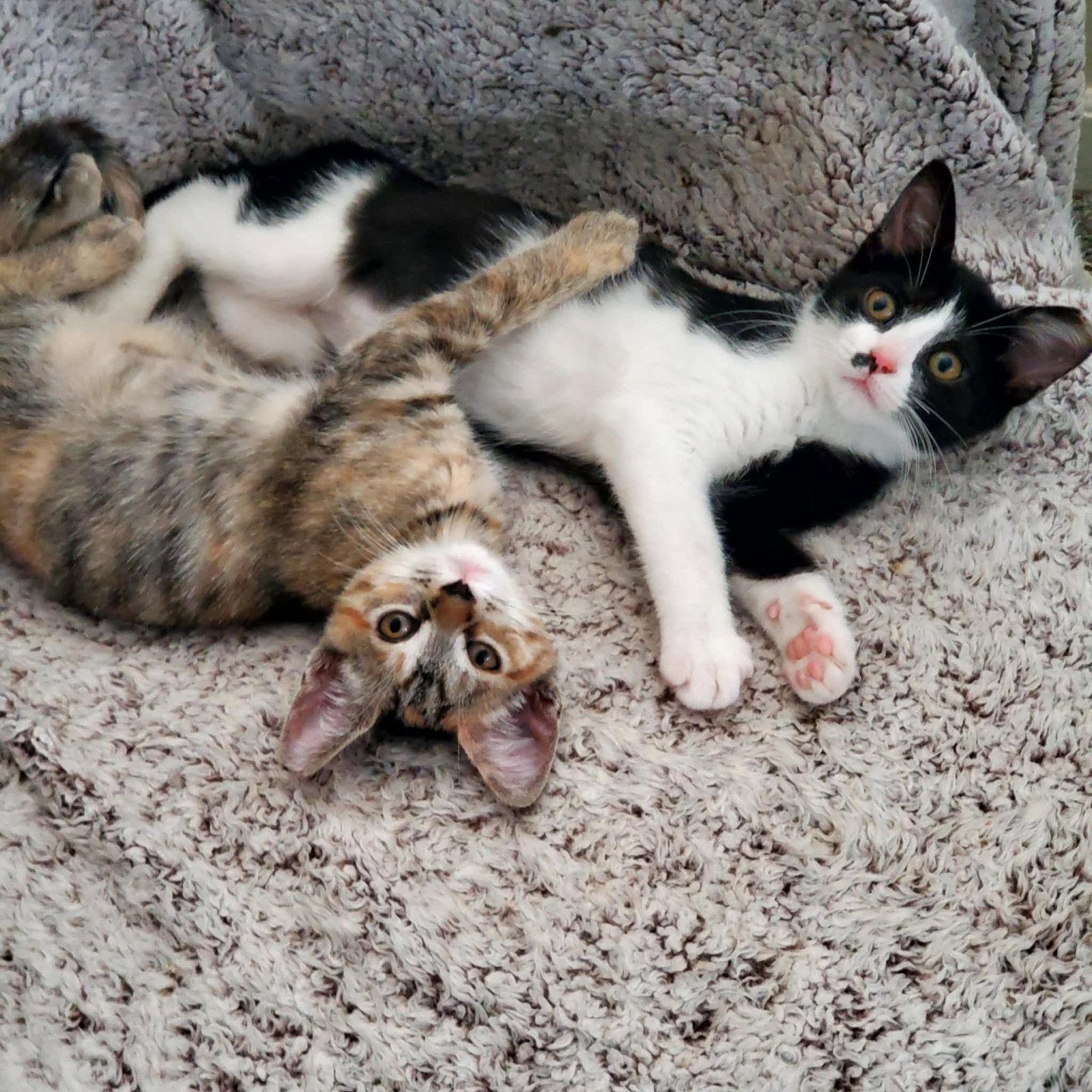 Enlarge Sheetrock, a Adoptable Domestic Short Hair in Maple Heights, OH image 2/3