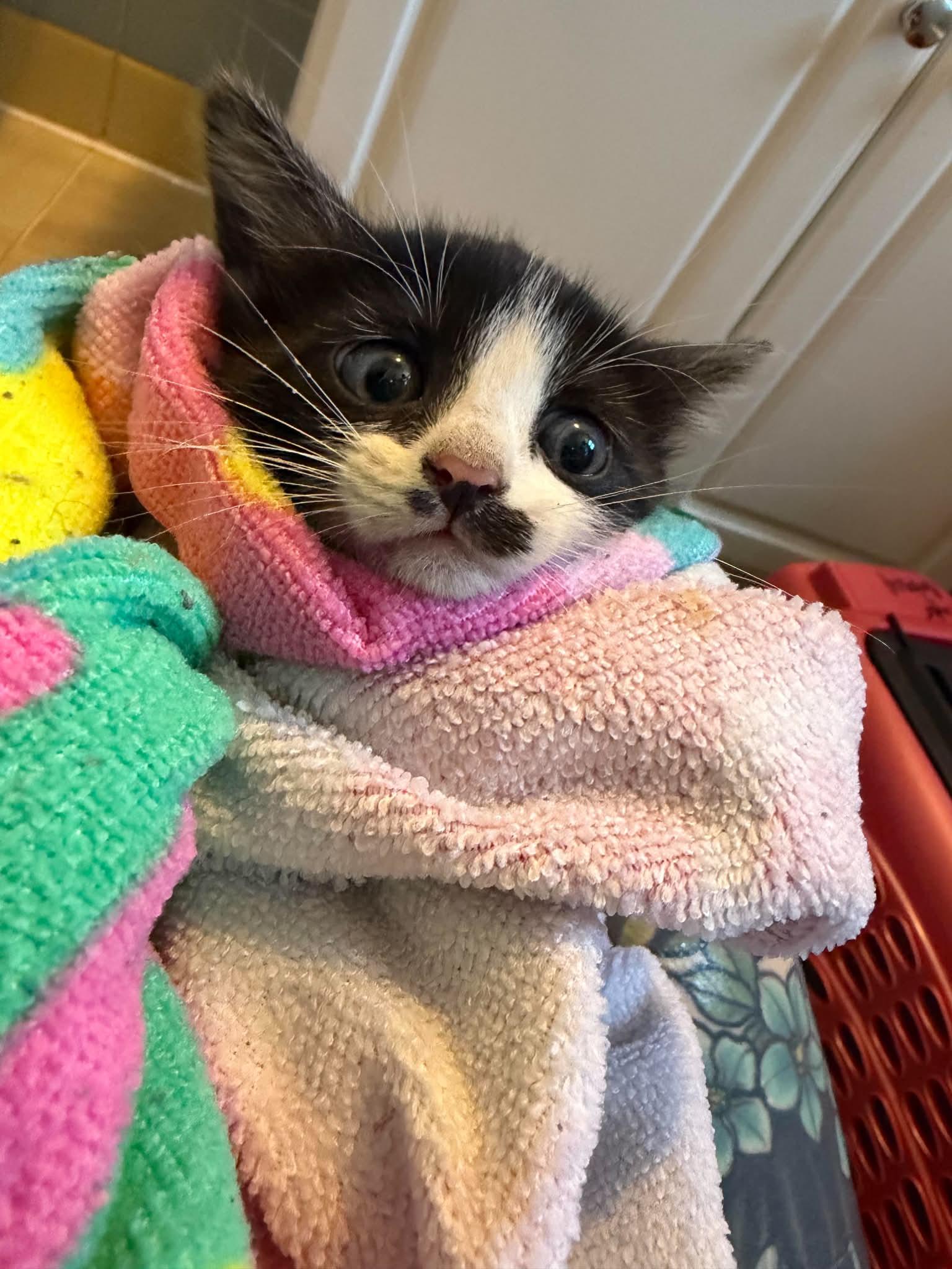 Enlarge Sheetrock, a Adoptable Domestic Short Hair in Maple Heights, OH image 3/3