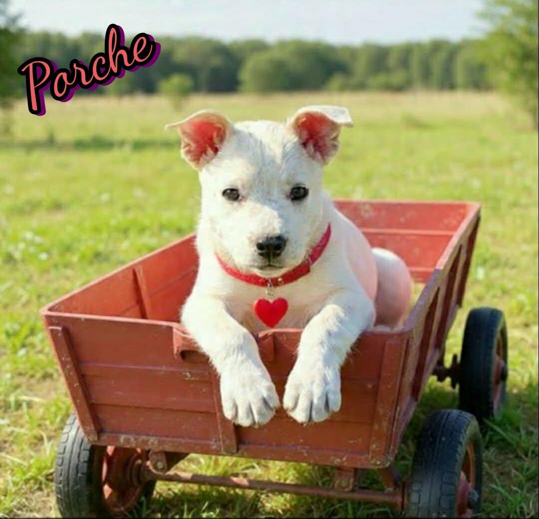 Porche, a ADOPTABLE mixed breed in Grove, OK image 4/4