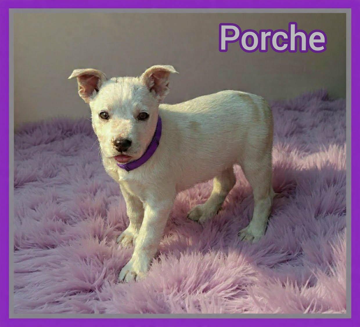 Porche, a ADOPTABLE mixed breed in Grove, OK image 3/4