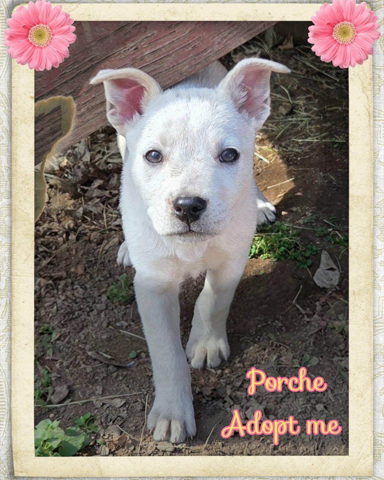 Porche, a ADOPTABLE mixed breed in Grove, OK image 1/4