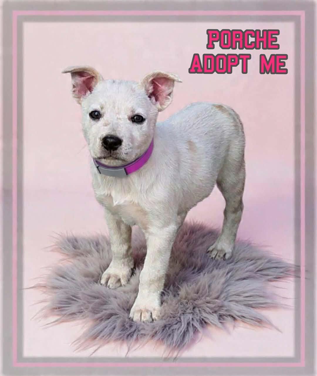 Porche, a ADOPTABLE mixed breed in Grove, OK image 2/4