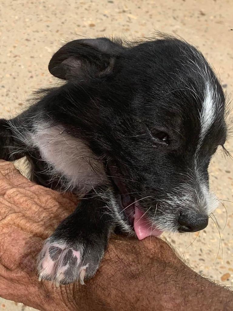 Daitan, Adoptable, Puppy Male Schnauzer.