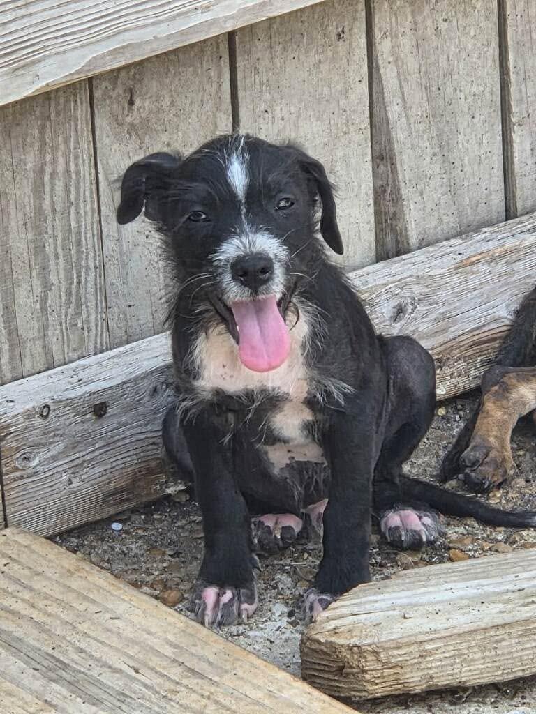 Enlarge Daitan, a Adoptable mixed breed in Fond Du Lac, WI image 4/5