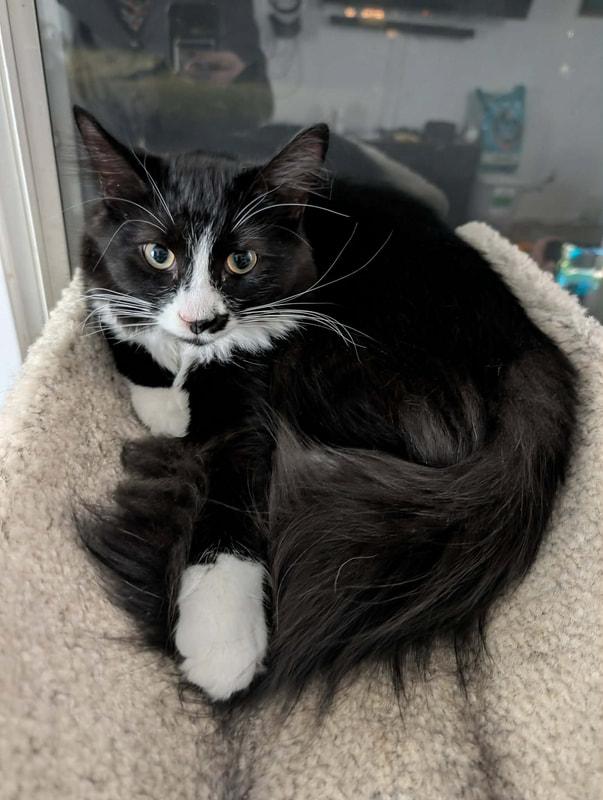Enlarge King Kai, an adopted Domestic Long Hair in Kalamazoo, MI image 1/1