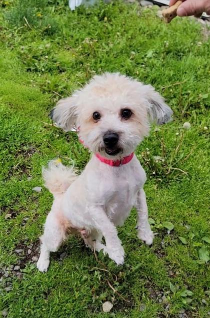 Enlarge Milo, a Adoptable mixed breed in Elmira, NY image 1/1