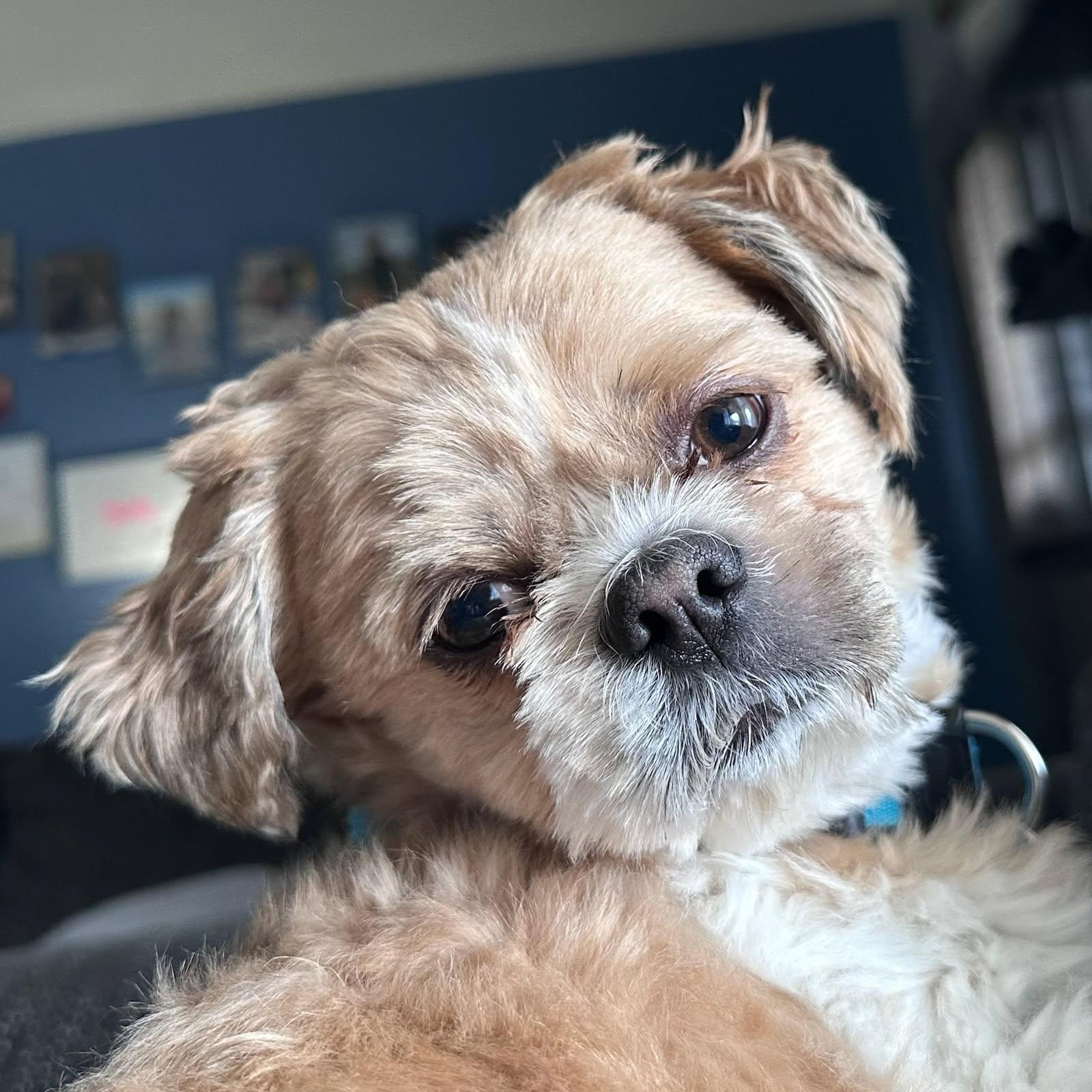 Enlarge Benji, a Adopted Shih Tzu in Fort Wayne, IN image 3/3