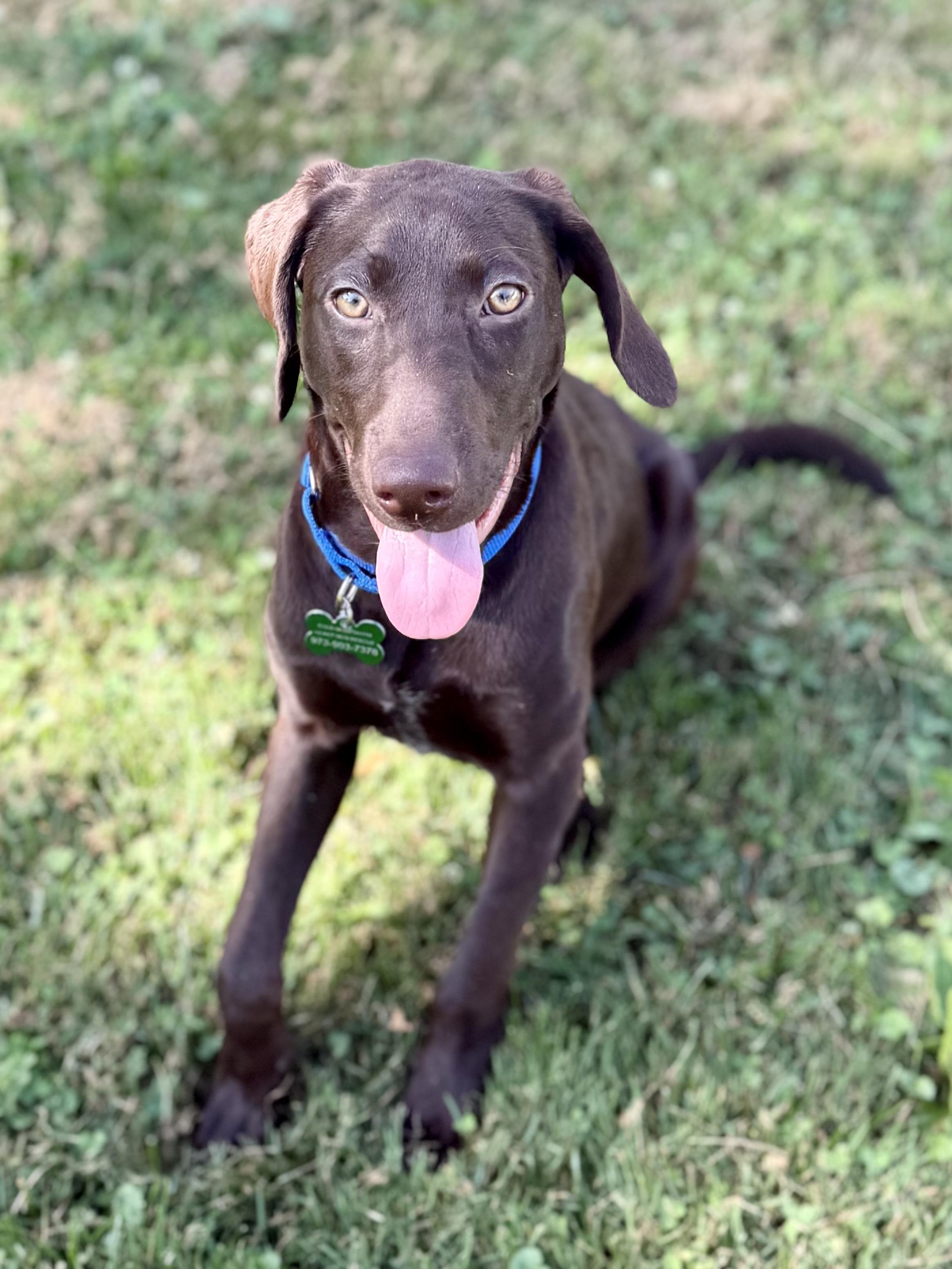 Lilly, a ADOPTABLE mixed breed in Succasunna, NJ image 5/5