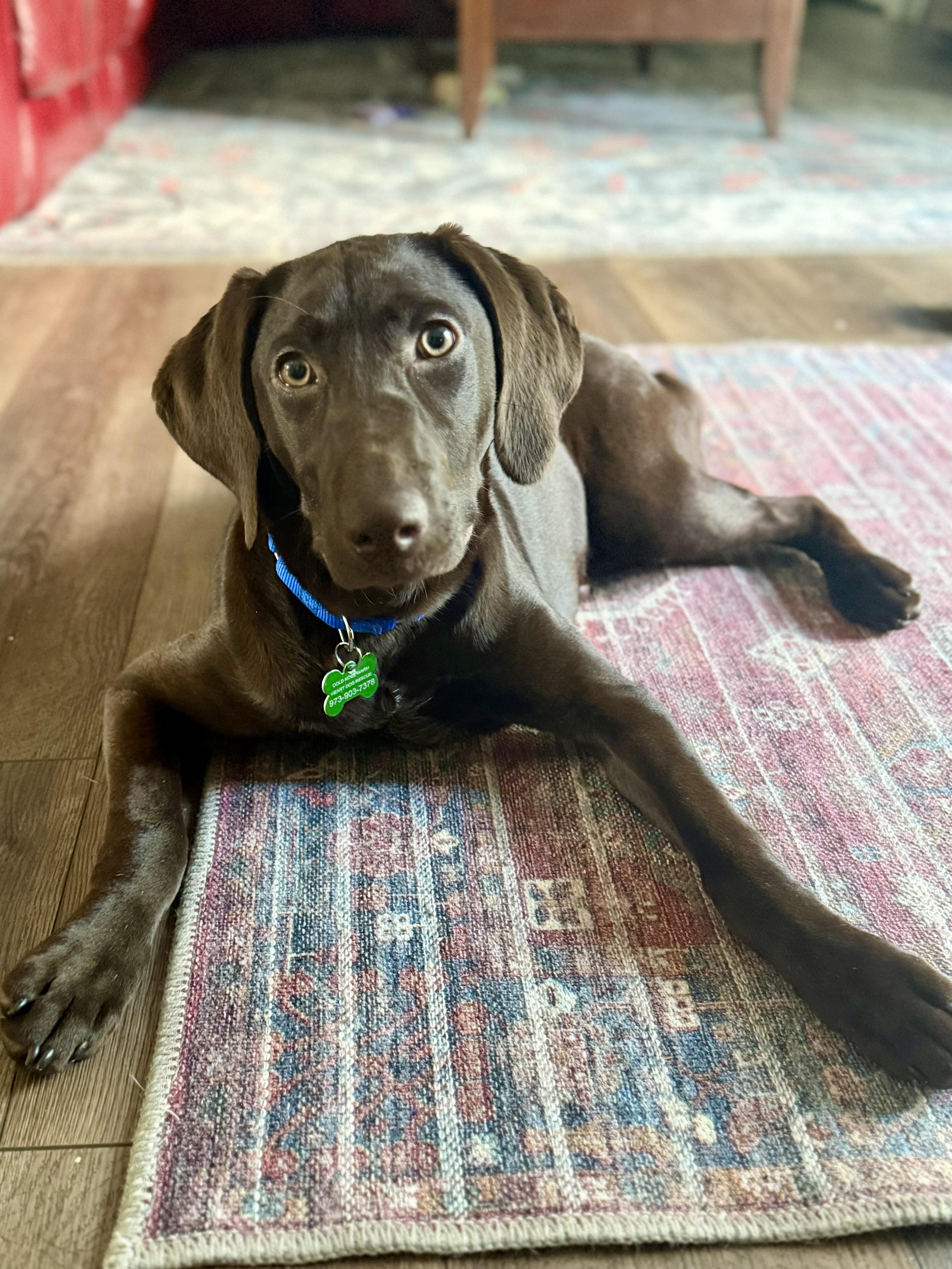 Lilly, ADOPTABLE, Puppy Female Chocolate Labrador Retriever.