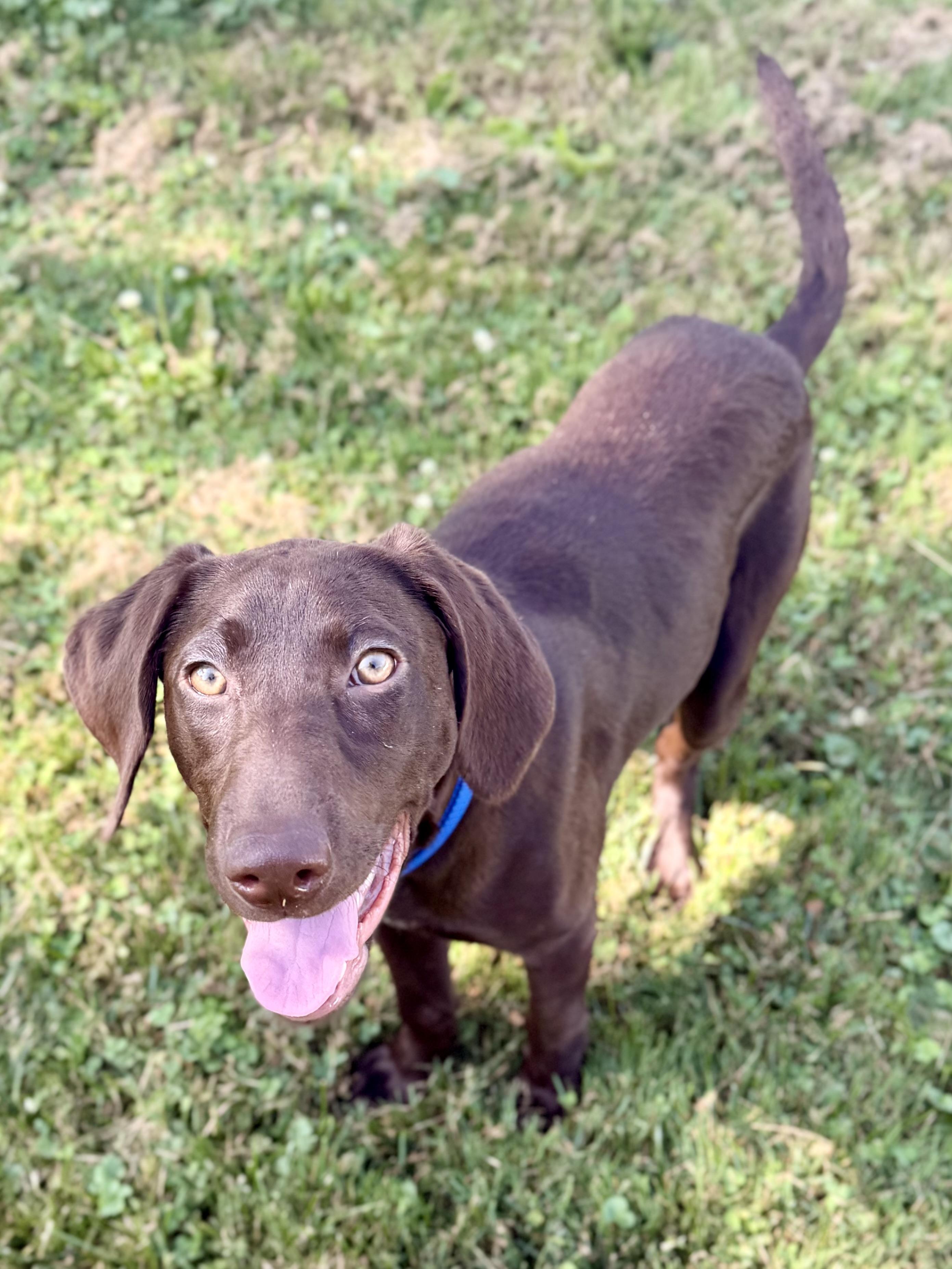Lilly, a ADOPTABLE mixed breed in Succasunna, NJ image 2/5